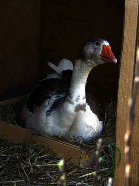 ob Dharma endlich sitzen bleibt?