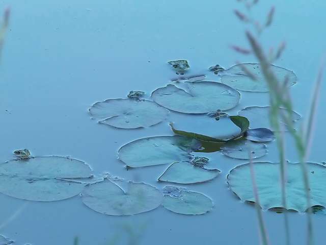 frogs at work.JPG