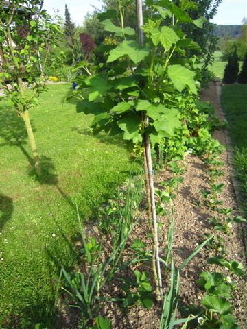 eins von vielen Hochstämmchen. Rote Johannisbeere