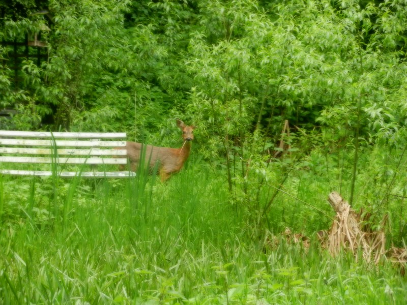 Besuch am Teich ;)