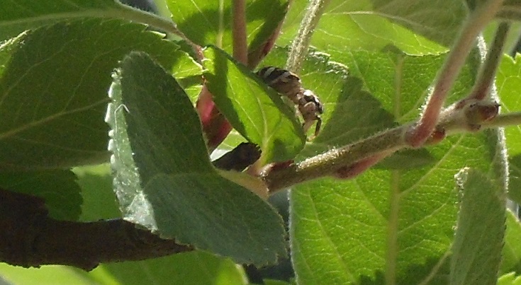 himmelbaum 025 wespenspinnea.jpg