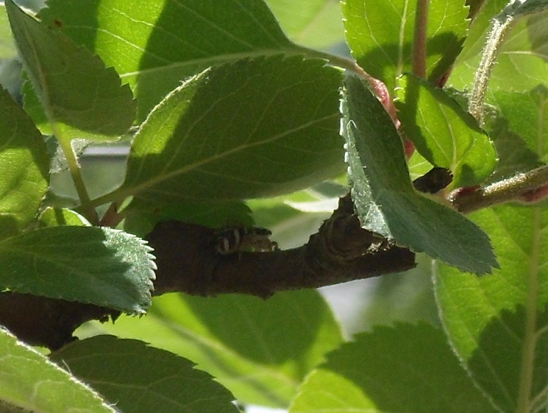 himmelbaum 027spinne a.jpg