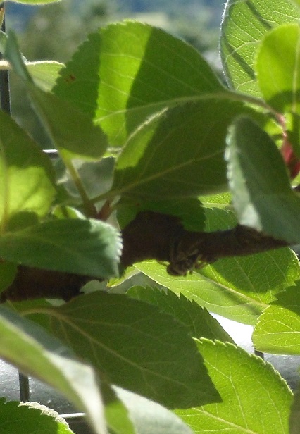 himmelbaum 024 wespenspinne a.jpg