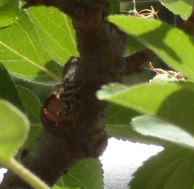 himmelbaum 021 wespenspinnea.jpg