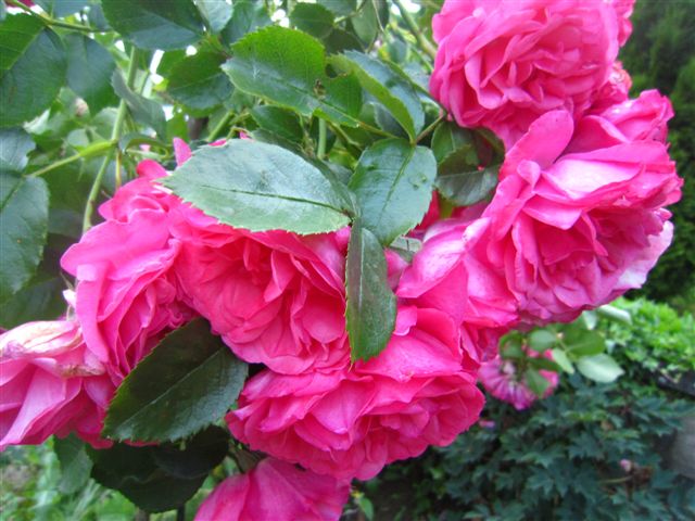 IMG_1676.JPG