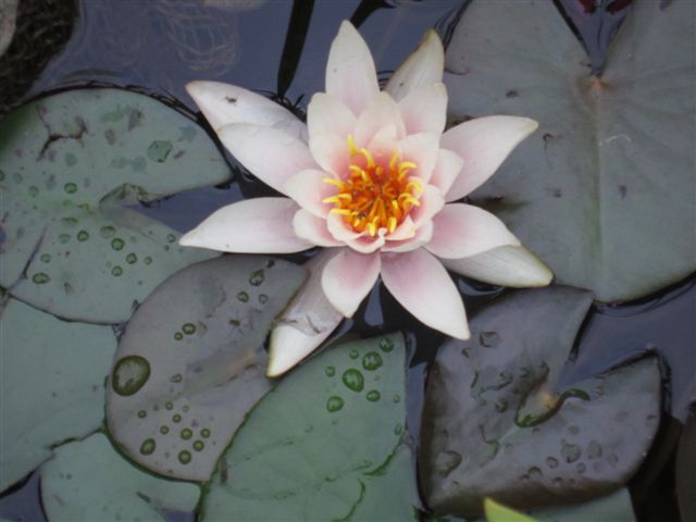Seerose.JPG