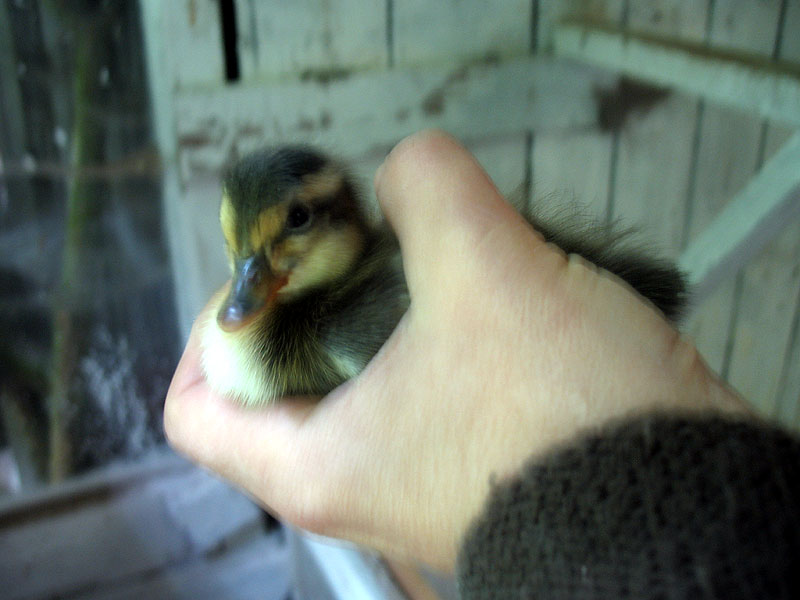 Das Entchen von heute