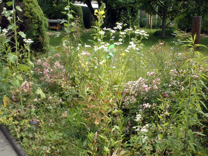 blumen-1.JPG