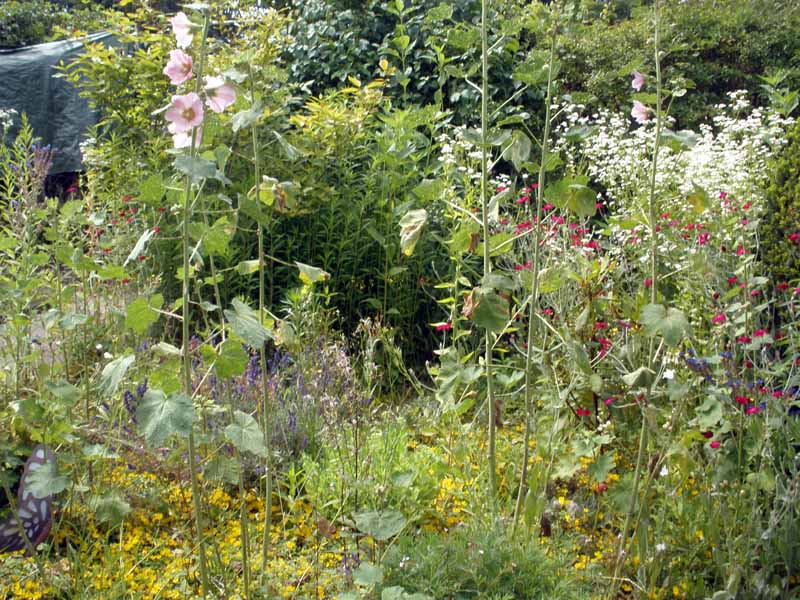 blumen-2.JPG