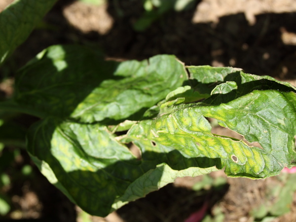 Hier sieht man, wie sich die Blätter verfärben - von innen zwischen den Blattadern
