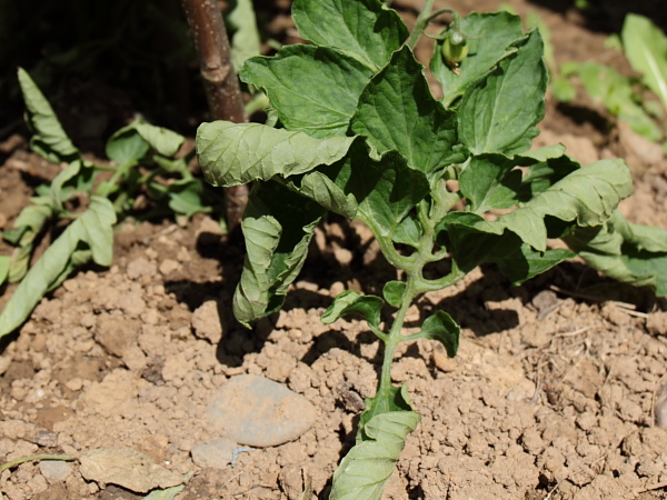 Die Blätter sind teilweise ganz eingerollt und treffen sich im Extremfall oben wieder