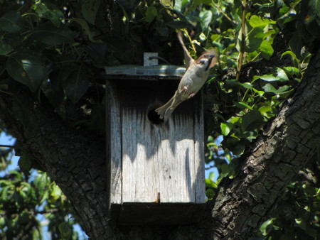 Spatz_1.jpg