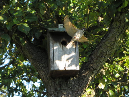 Spatz_4.jpg