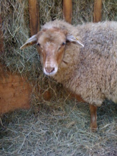 rotbrauner kopf mit heller schnauze und hellen ohren