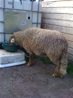 hier sieht man gut die rotbraunen beine und den langen schwanz