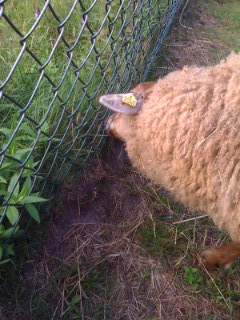 in der abendsonne sieht das fell fast goldfarben aus