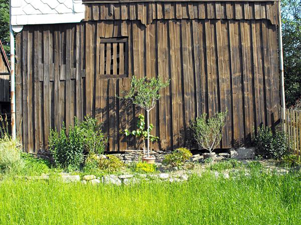 Der Weinstock ist gut angewachsen