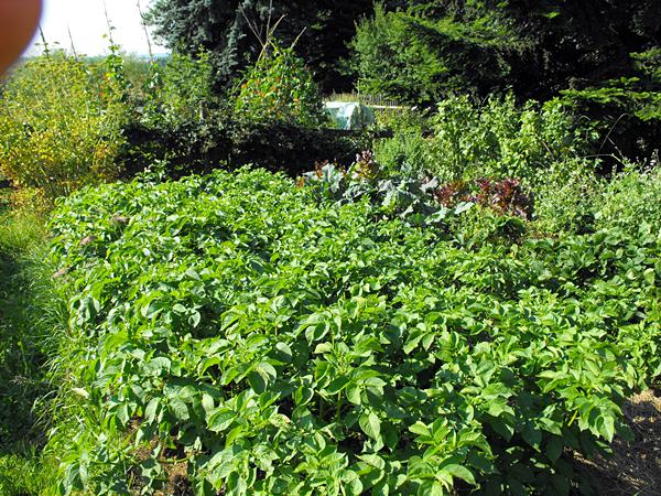 Kartoffelbeet, heldenhaft gegen 1000 Schnecken verteidigt...