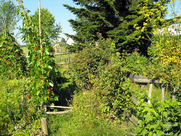 Brombeerhecke, grade fertig mit der Blüte