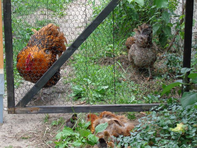 Die Küken werden dem Papa vorgestellt