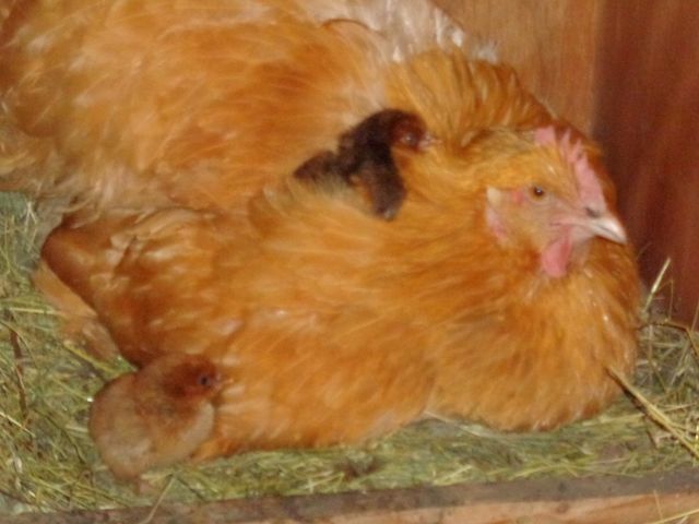 Heute früh waren sie da, aber alle zeigt sie noch nicht