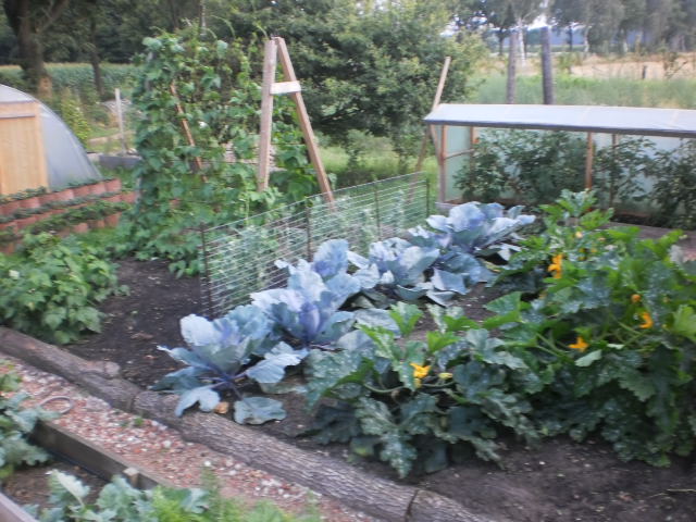 Flachbeet Rotkohl Bohnen usw im hintergrund das Tomatenhaus