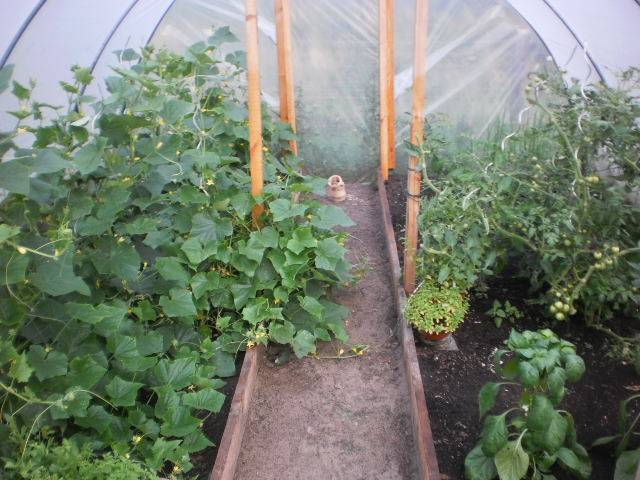 Gewächshaus mit Tomaten green zebra Gurken und sonstiges