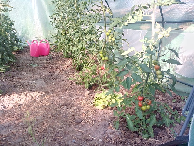 Tomaten 2014