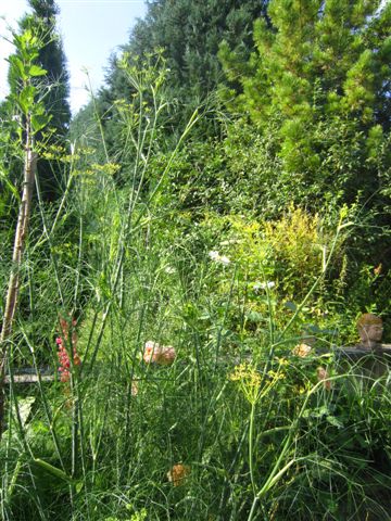Gewürzfenchel aus Schloss Ippenburg, da waren alle am Samenmausen..das war auch das spaßigste an diesem Ausflug, nochmal hin müssen wir da nicht.