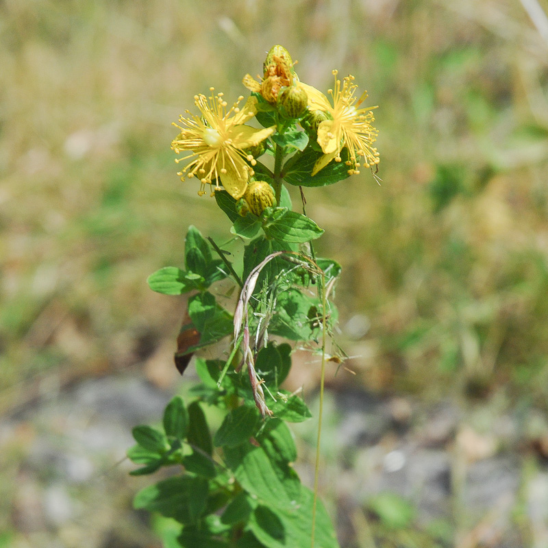 gelbe blume.jpg