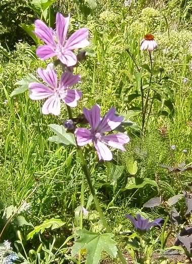 Wilde Malve.JPG