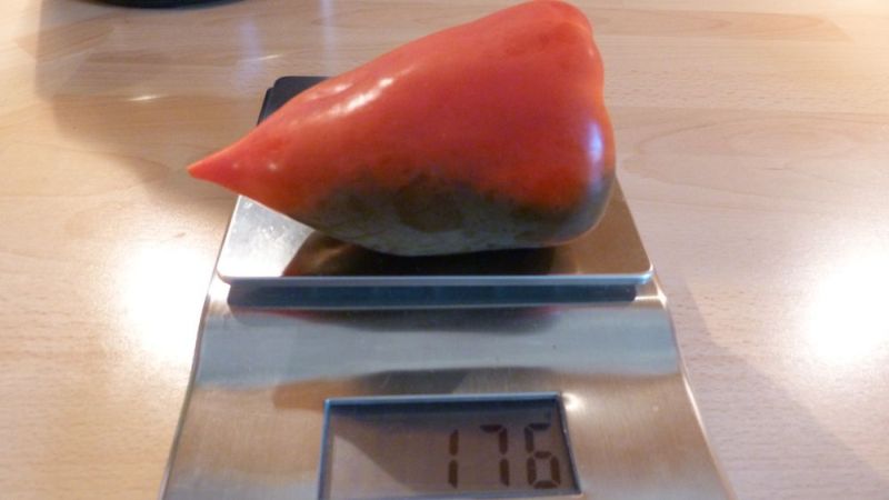 meine bisher größte Paprika