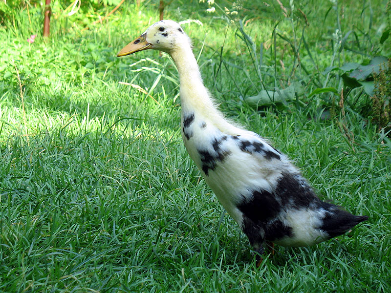 Nirwana ist ordentlich gewachsen.
