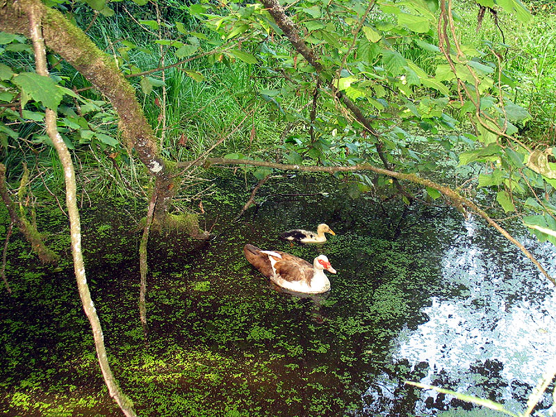 Das verbliebene Entchen mit seiner Ziehmama, für die das Hühnernetz inzwischen dummer Weise kein Hindernis mehr darstellt.