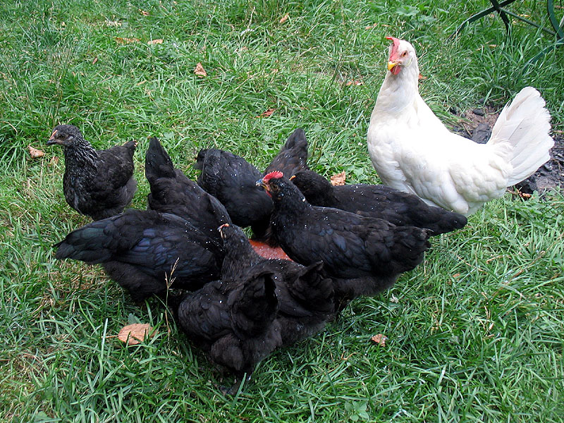 Alle Neune mit ihrer Ziehmutter, die sie immer noch gewissenhaft führt.