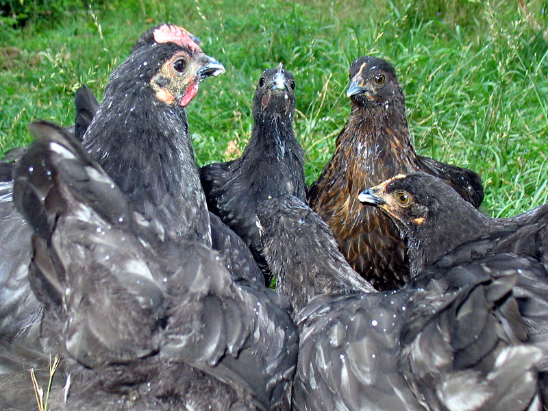 Das Küken hinten rechts sieht ziemlich nach Marans aus.