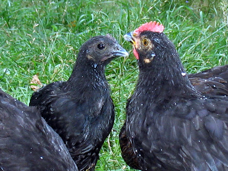 Im Küken zur Linken steckt anscheinend viel Ayam Cemani.