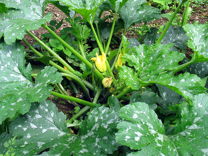 Zumindest eine der Zucchinipflanzen verspricht nun doch Früchte!