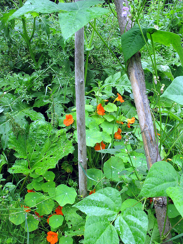 Kapuzzinerkresse und bunte Butterfisoten.