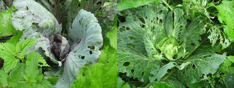 Nun ja, &quot;gar nicht so schlecht&quot; ist relativ. An einigen Kohlpflanzen laben sich halt auch die miesen Schnecken...