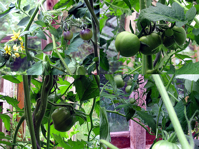 Diverse Früchtchen in der Mache.