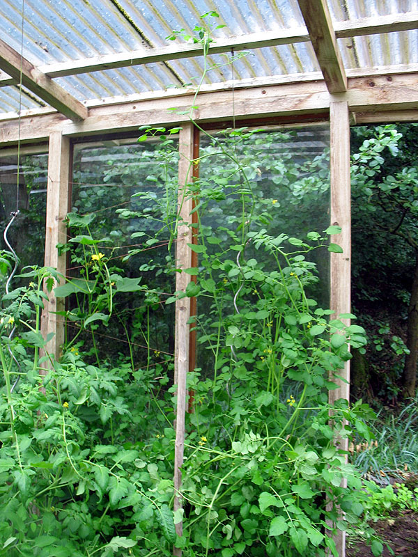 Die am höchsten gewachsene ist ausgerechnet die lt. Samentauschpaket &quot;kleinste Tomate der Welt&quot;.