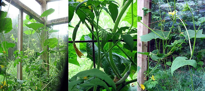 Auch die Gurken versprechen nun doch noch etwas zur Ernte...