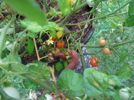 Schnecken_beim_Fruehstueck_auf_der_Tomatensorte_Hundred_and_Thousands.jpg