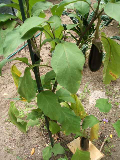 k-aubergine.jpg