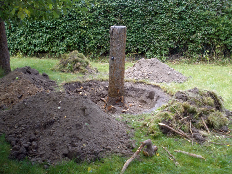 baum-1.jpg