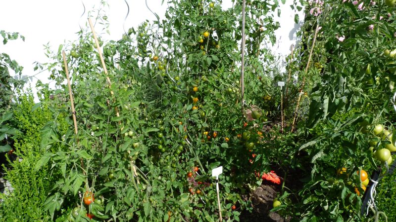 Tomaten im Freiland