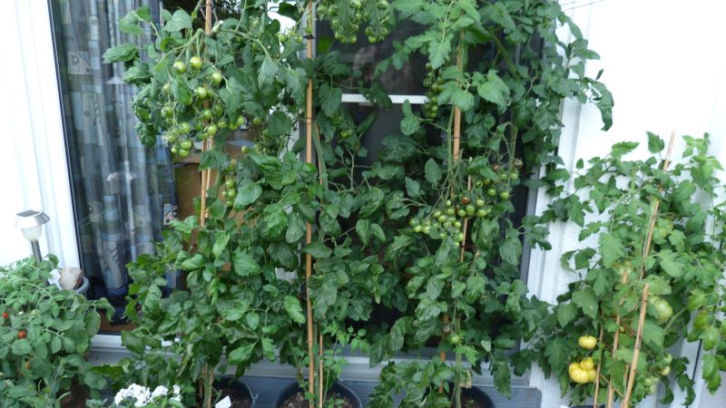 Black Cherry, steht geschützt