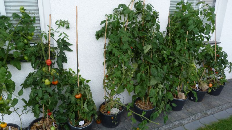 die sturmbebeuteltn Tomaten
