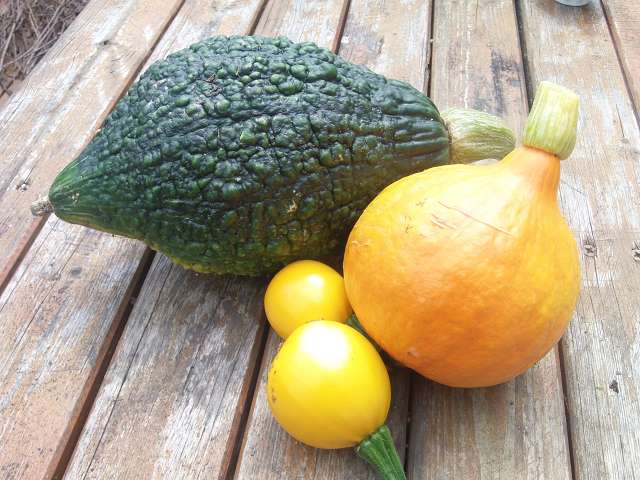 kürbis und zucchini 1.JPG
